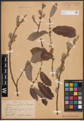 Foto von Salix cinerea L.